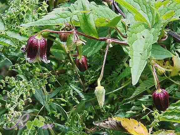 ��կ�� С��.2.jpg