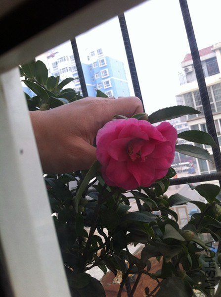 IMG_2338_����.jpg