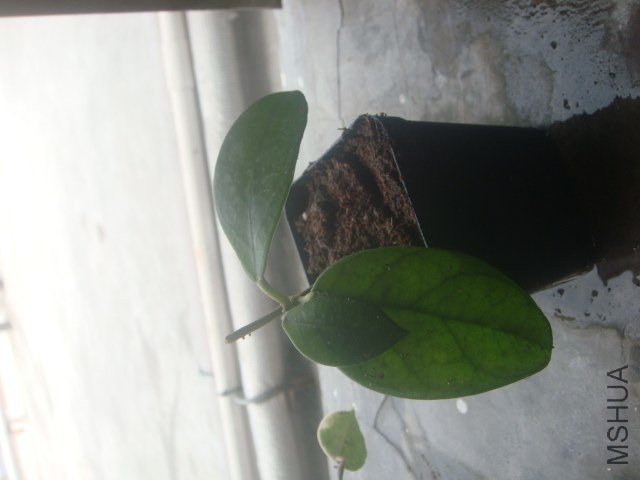 DSC02094.JPG