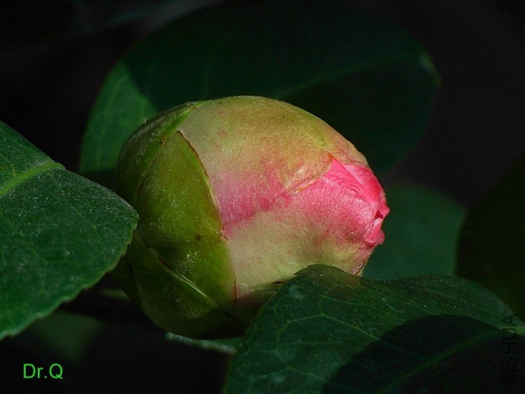 �ʺ���ʹ
