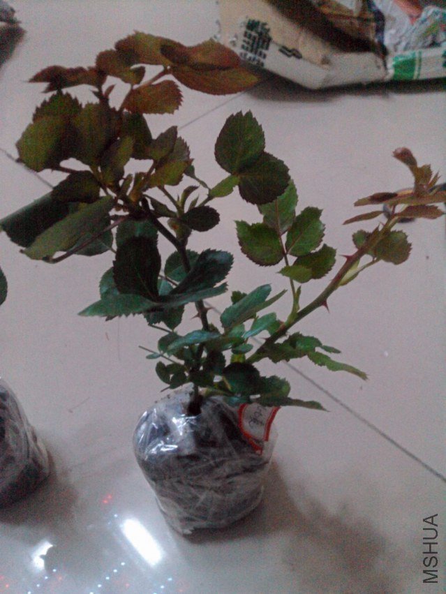 nEO_IMG_IMAGE00050.jpg