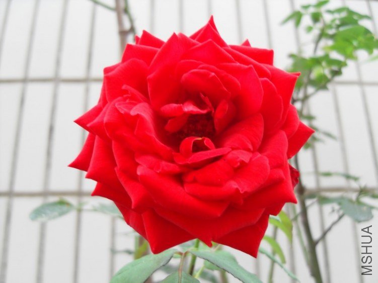 SDC15640.JPG