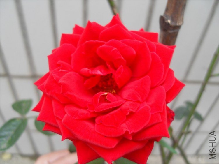 SDC15642.JPG