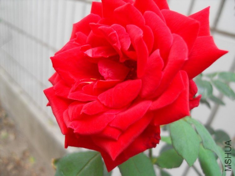 SDC15646.JPG