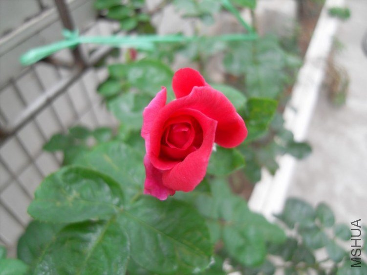 SDC15650.JPG
