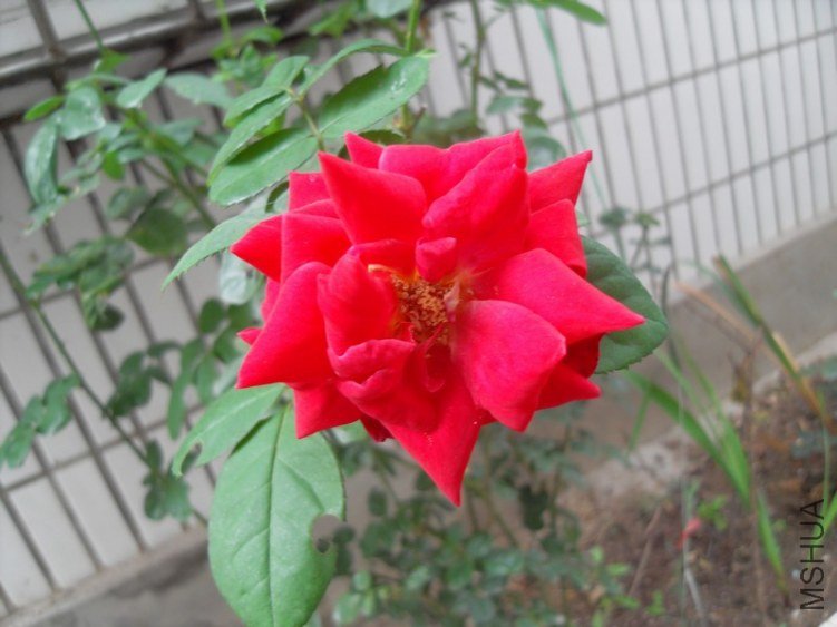 SDC15651.JPG
