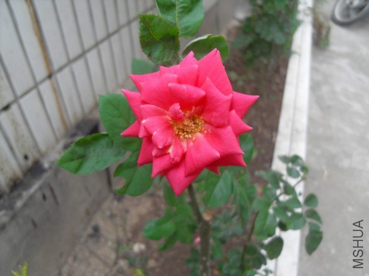 SDC15652.JPG