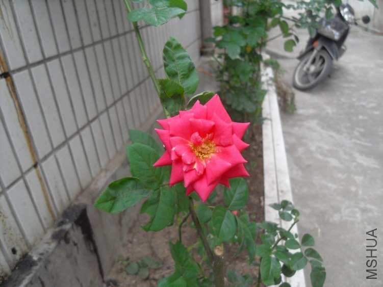 SDC15654.JPG