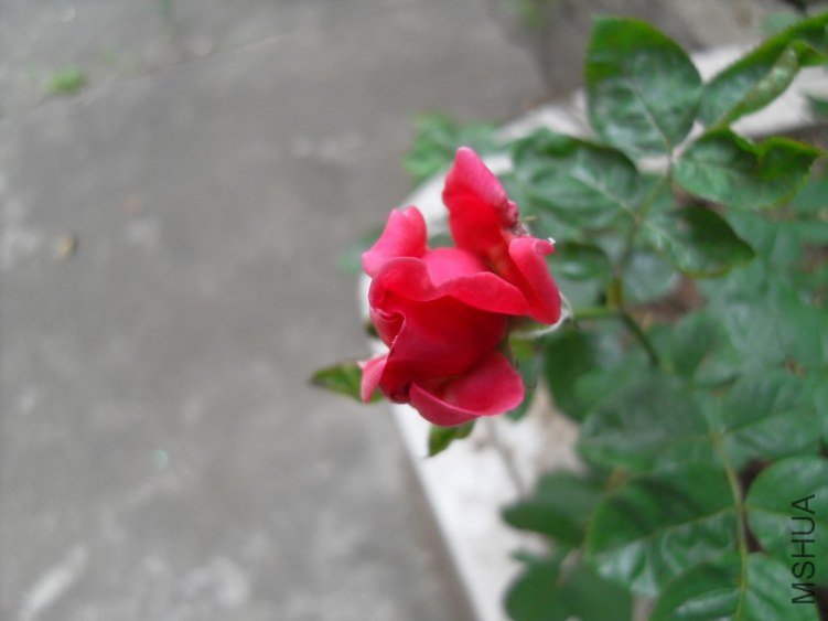SDC15655.JPG