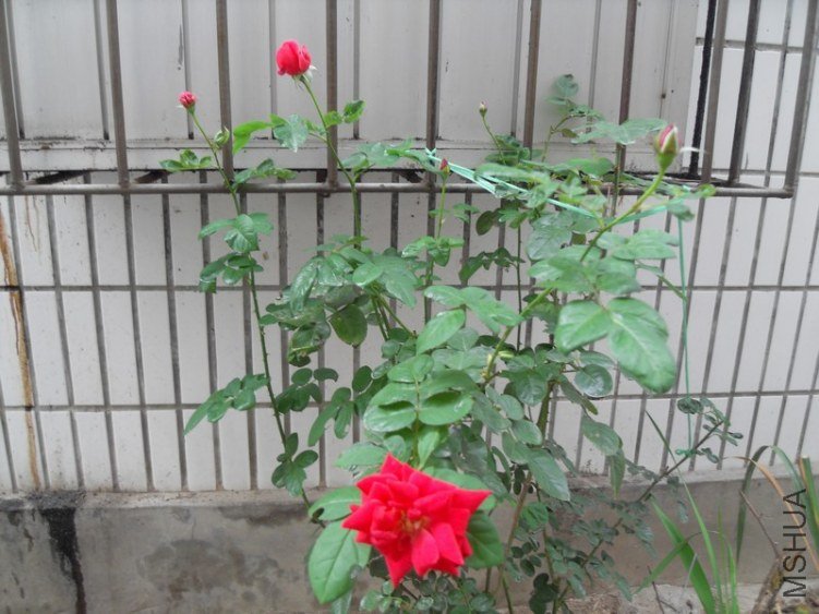 SDC15656.JPG