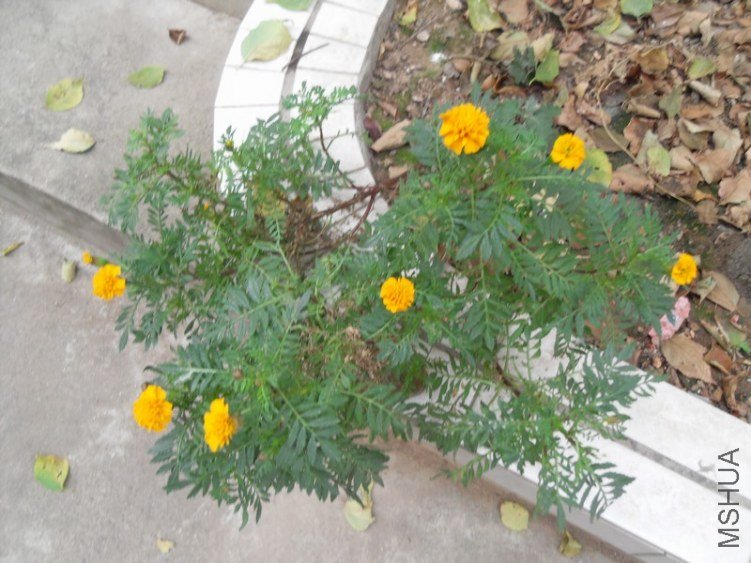 SDC15657.JPG