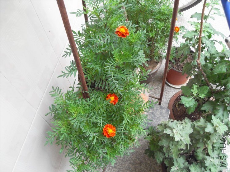 SDC15658.JPG