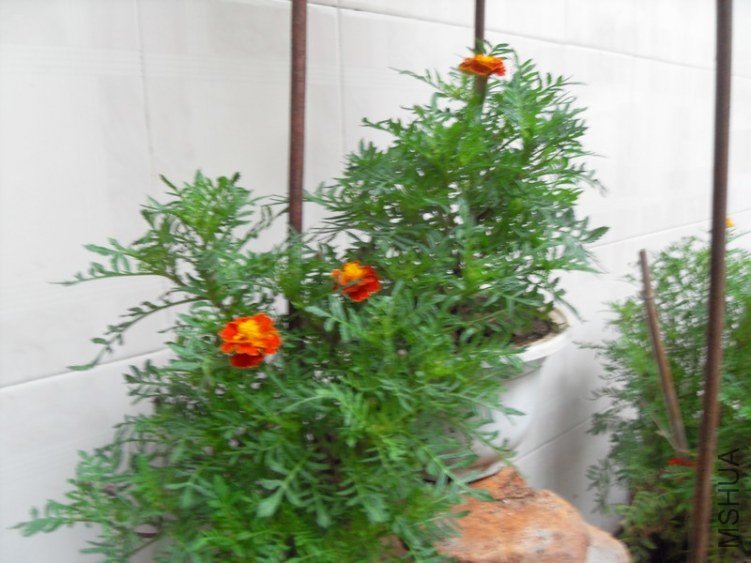 SDC15659.JPG