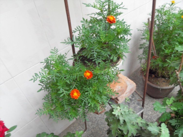 SDC15660.JPG