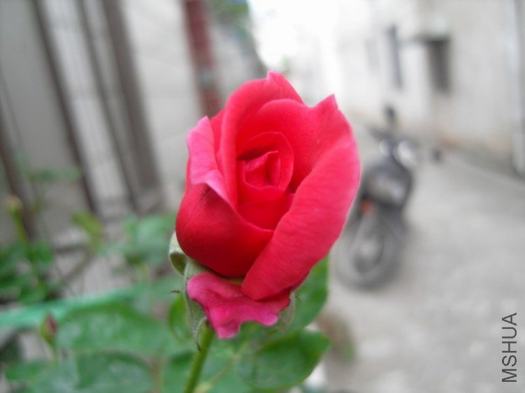 SDC15647.JPG