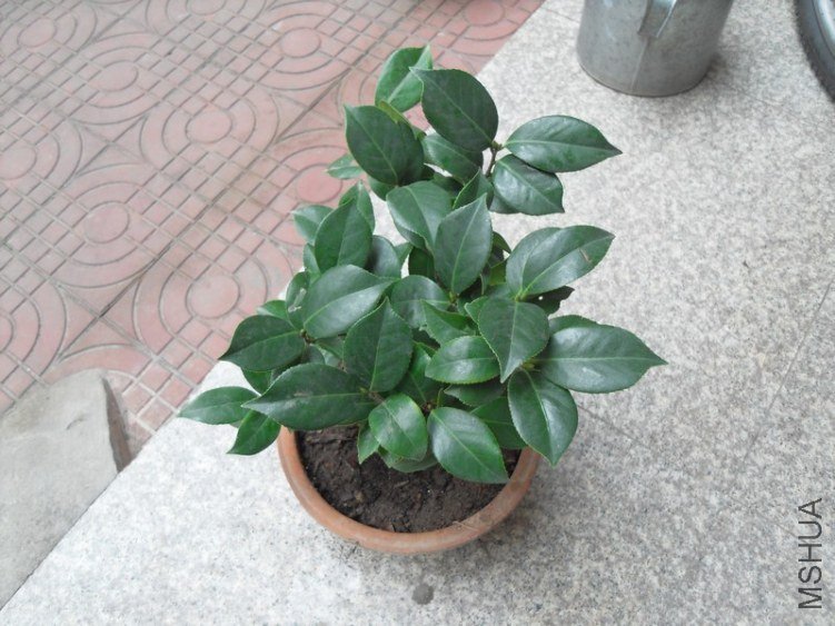 SDC15638.JPG