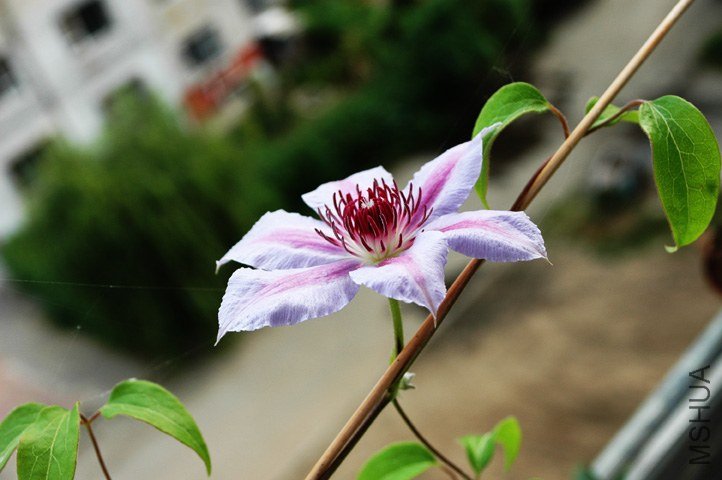 DSC_1336.jpg