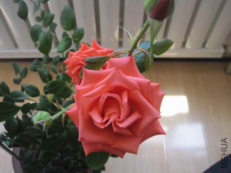 ��Ƭ 005.jpg