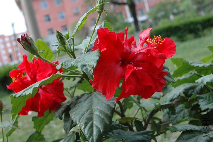 DSC_0116.jpg