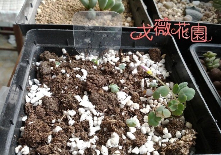 ���ڵ��������