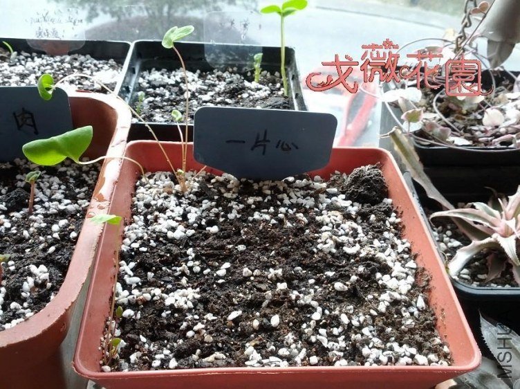 һƬ�ģ����ıȽ����ң�