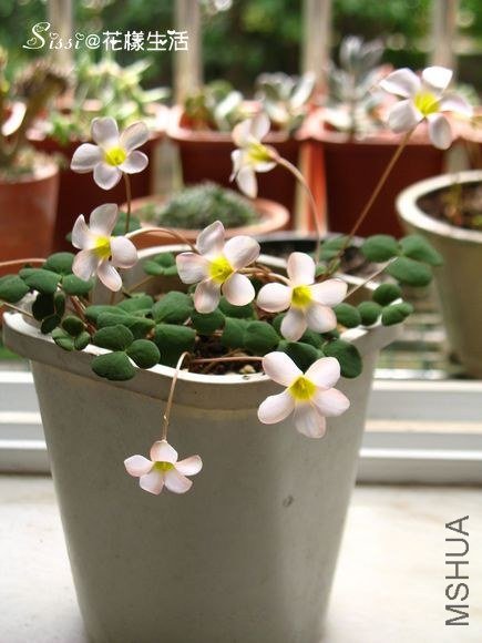 Oxalis fergusoniae 4.jpg