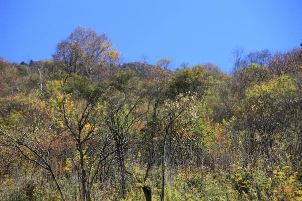 �����ҹ��������ﾰ (10).JPG