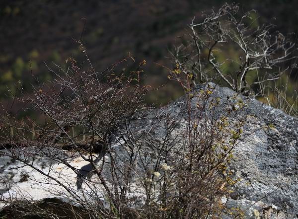 �����ҹ��������ﾰ (18).JPG