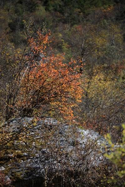 �����ҹ��������ﾰ (23).JPG