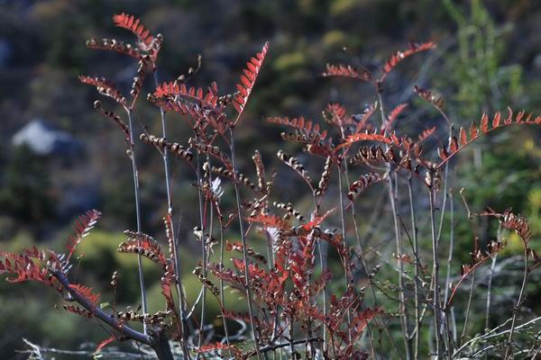 �����ҹ��������ﾰ (24).JPG