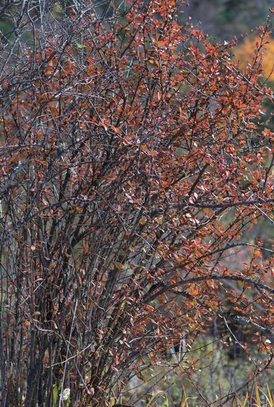 �����ҹ��������ﾰ (25).JPG