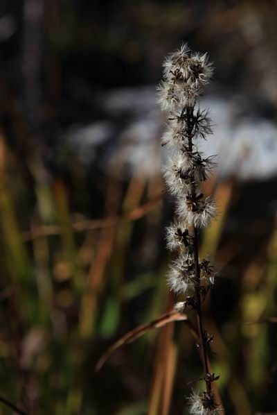 �����ҹ��������ﾰ (28).JPG