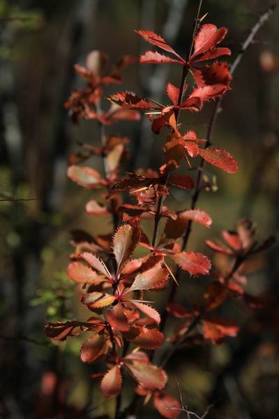 �����ҹ��������ﾰ (29).JPG