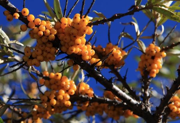 �����ҹ��������ﾰ (30).JPG