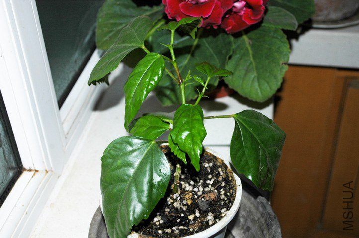 DSC_2475.jpg
