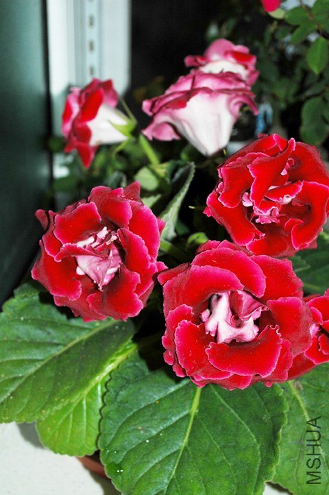 DSC_2482.jpg