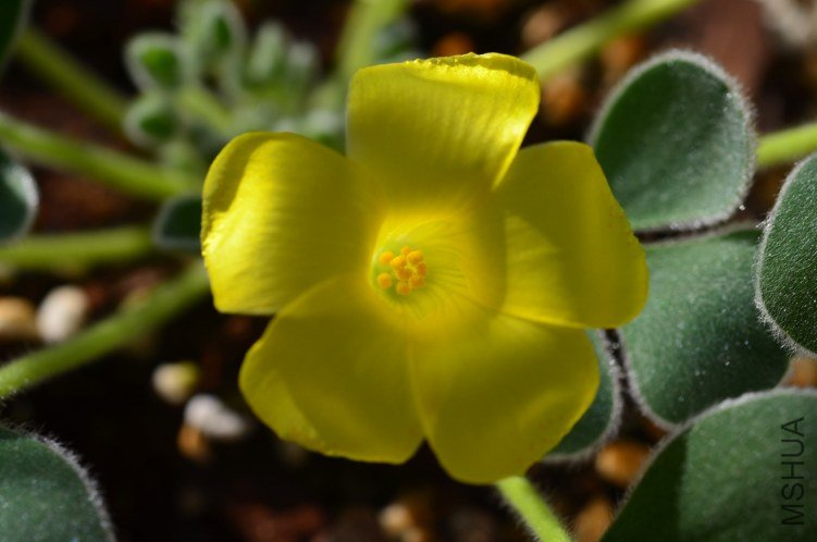 Oxalis purpurea Ken Alset 20121015 006.JPG