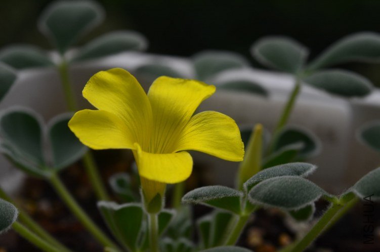 Oxalis purpurea Ken Alset 20121016 001.JPG