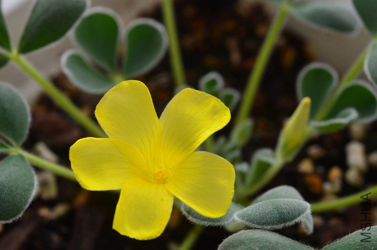 Oxalis purpurea Ken Alset 20121016 002.JPG