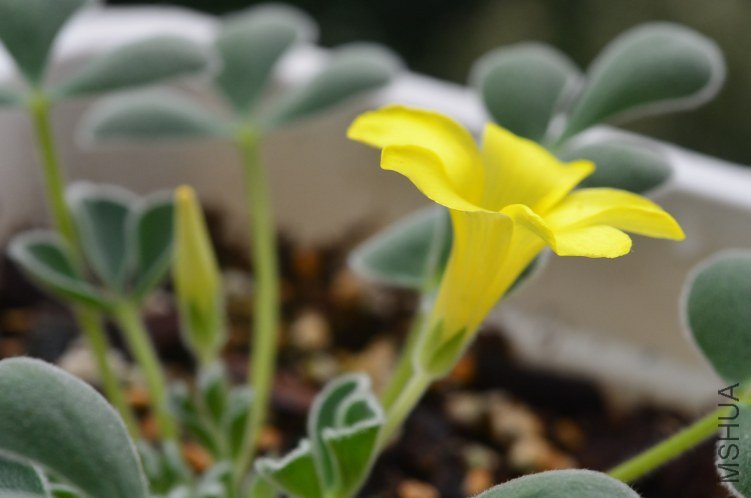 Oxalis purpurea Ken Alset 20121016 003.JPG