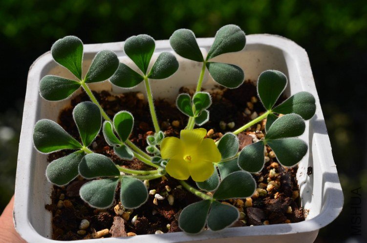 ������С Oxalis purpurea Ken Alset 20121015 005.JPG