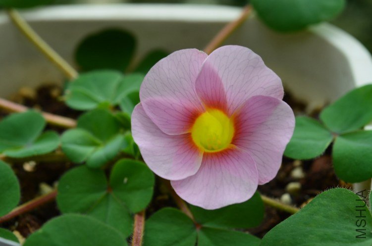 Oxalis purpurea ulifoura 20121013 001.JPG