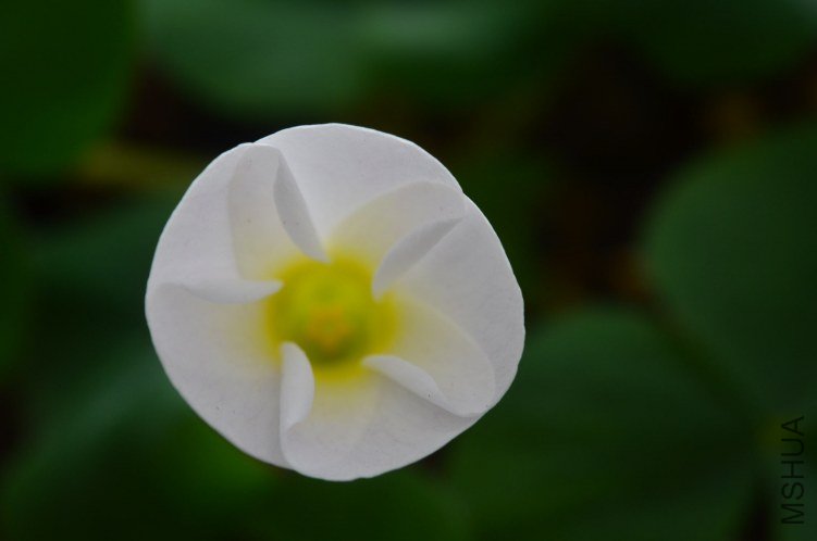 Oxalis purpurea white��ܽ��20121016 003.JPG