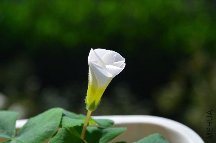 Oxalis purpurea white��ܽ��20121015 002.JPG