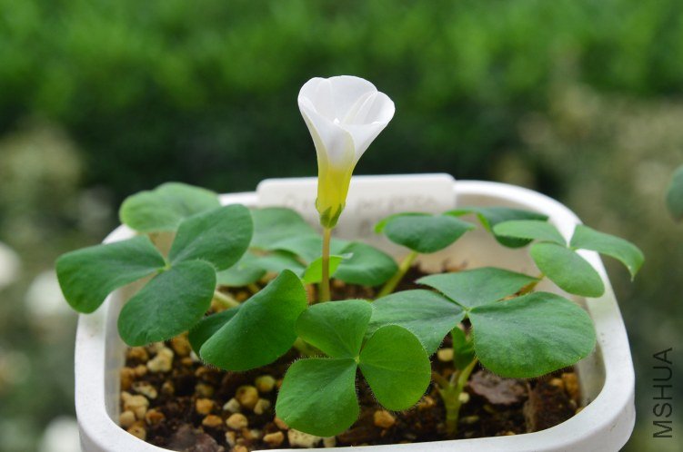 Oxalis purpurea white��ܽ��20121016 001.JPG