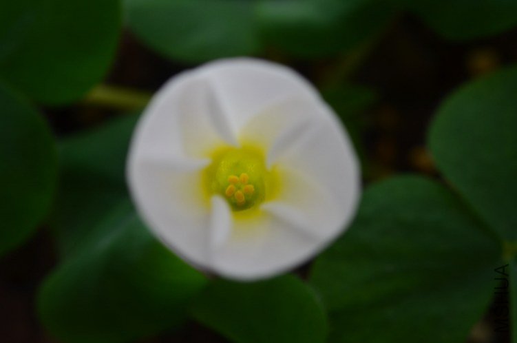 Oxalis purpurea white��ܽ��20121016 002.JPG