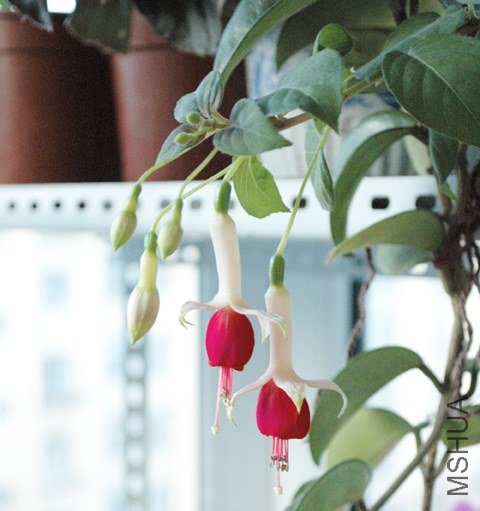 DSC_1935.jpg