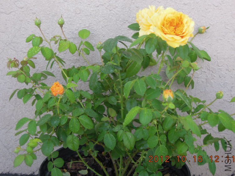 RSCN4411.jpg