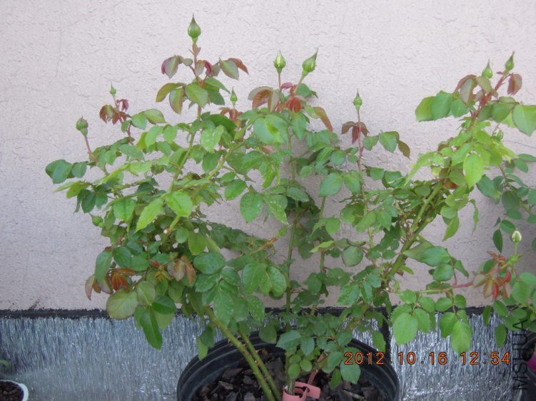DSCN4415.jpg