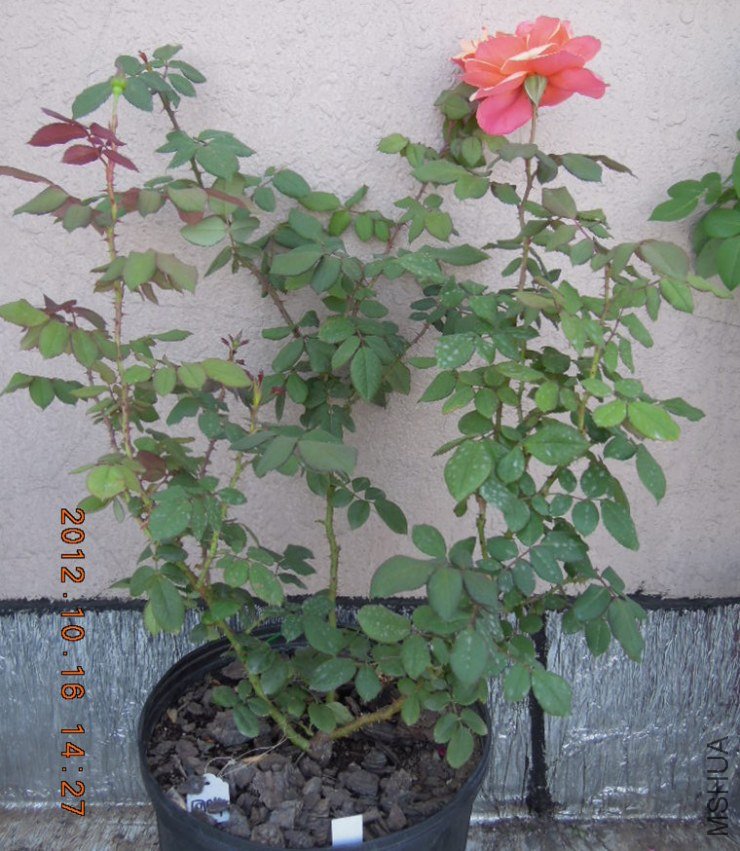 RSCN4412_1.jpg